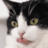 GOLOSINAS NATURALES PARA GATOS INTERIORES – SALMÓN, CONTROL DE BOLAS DE PELO Y SALUD DIGESTIVA